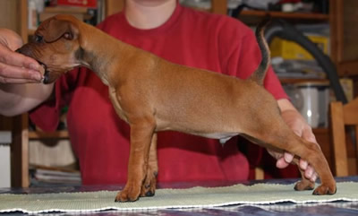 Mystic Crown 7 weeks